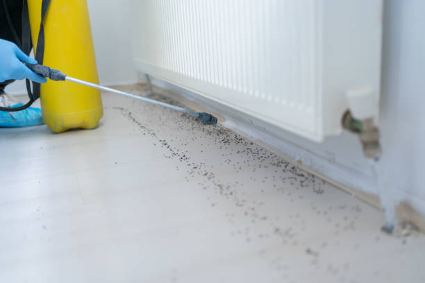 Best Affordable Pest Control Services  in Brighton, MI